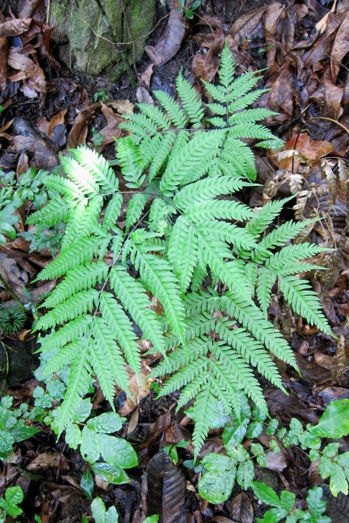 Pteris laevis habit