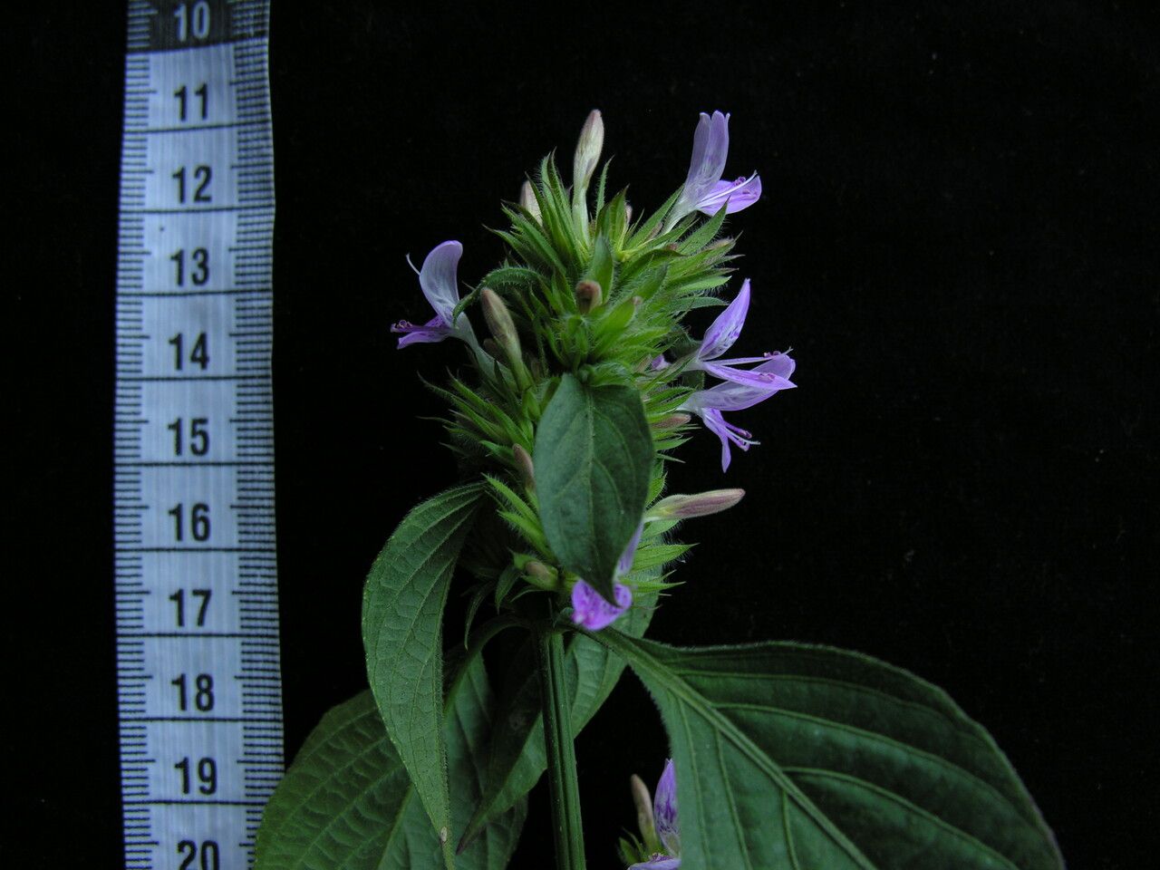 Dicliptera bupleuroides habit