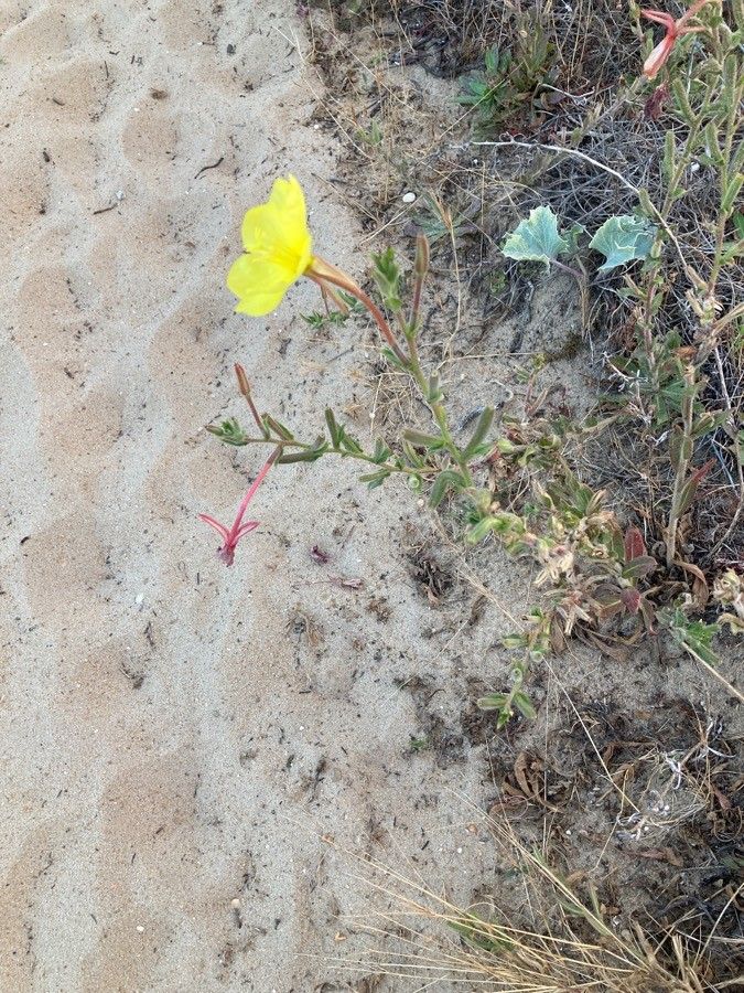 Oenothera longiflora flower