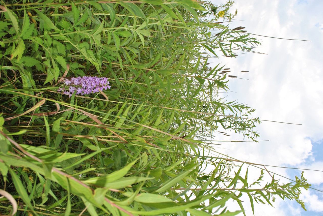 Platanthera psycodes habit