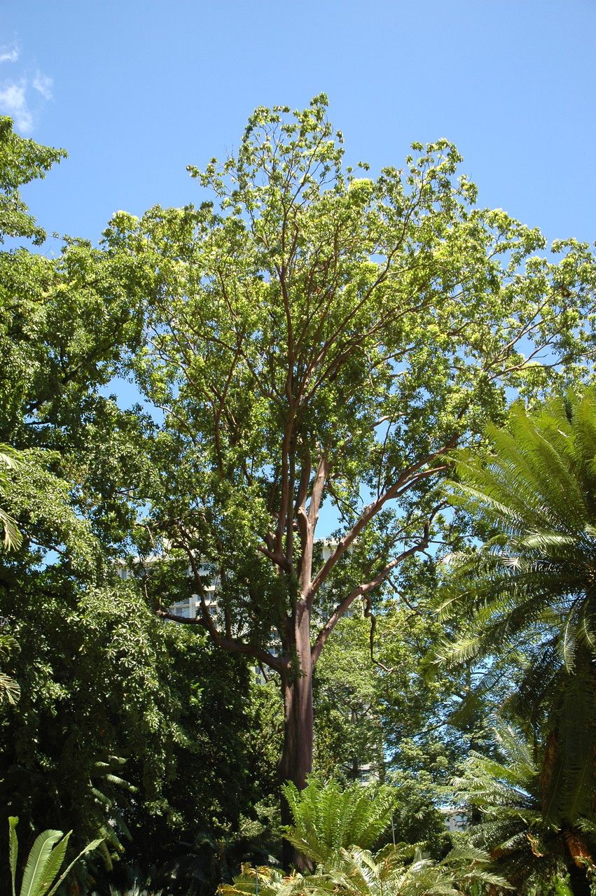Eucalyptus deglupta habit