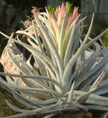 Tillandsia mauryana habit