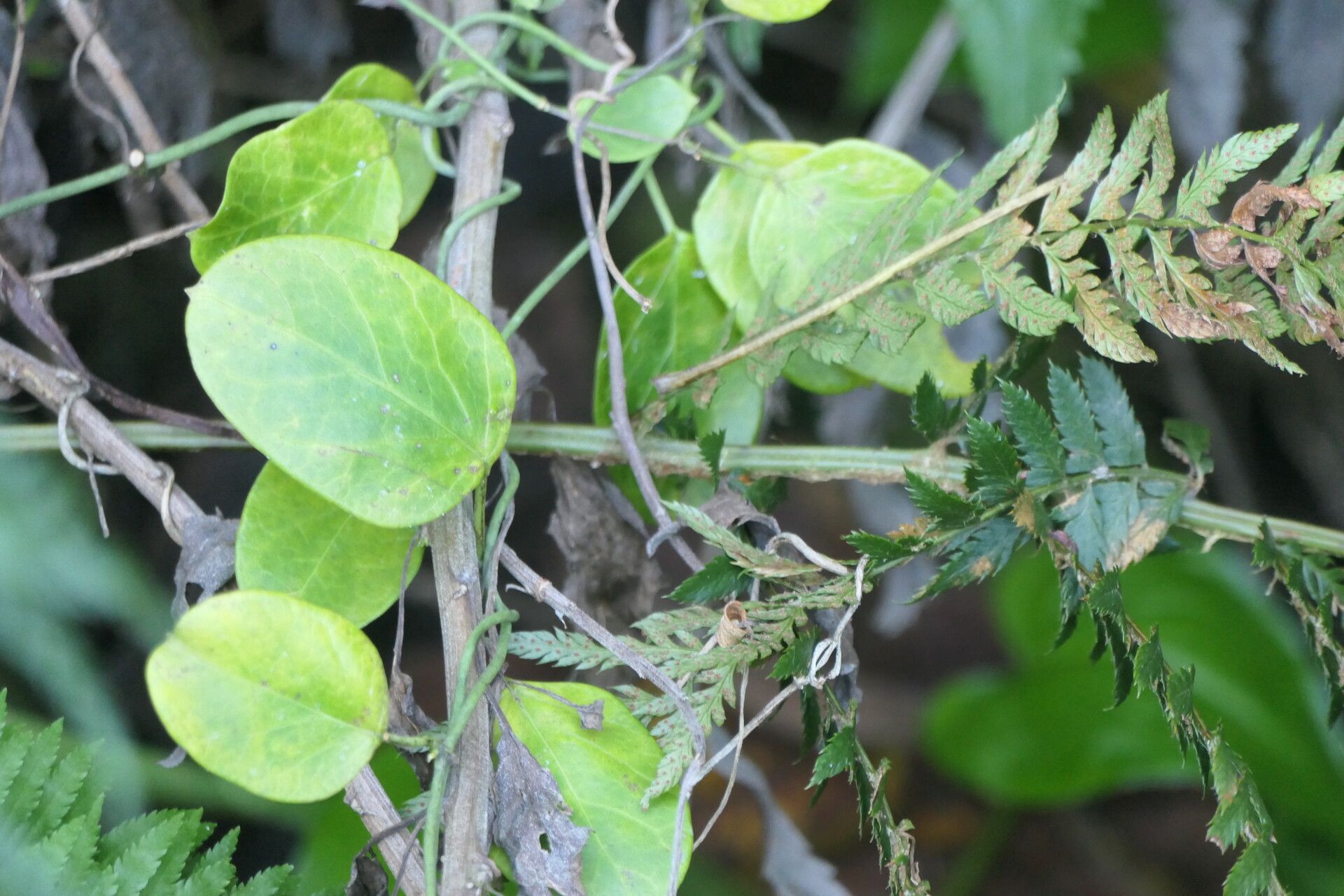 Cynanchum obtusifolium leaf