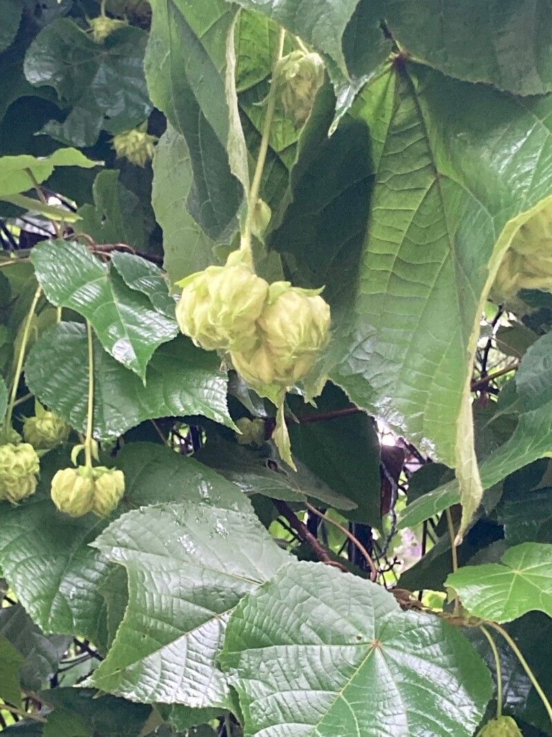 Dombeya × cayeuxii fruit