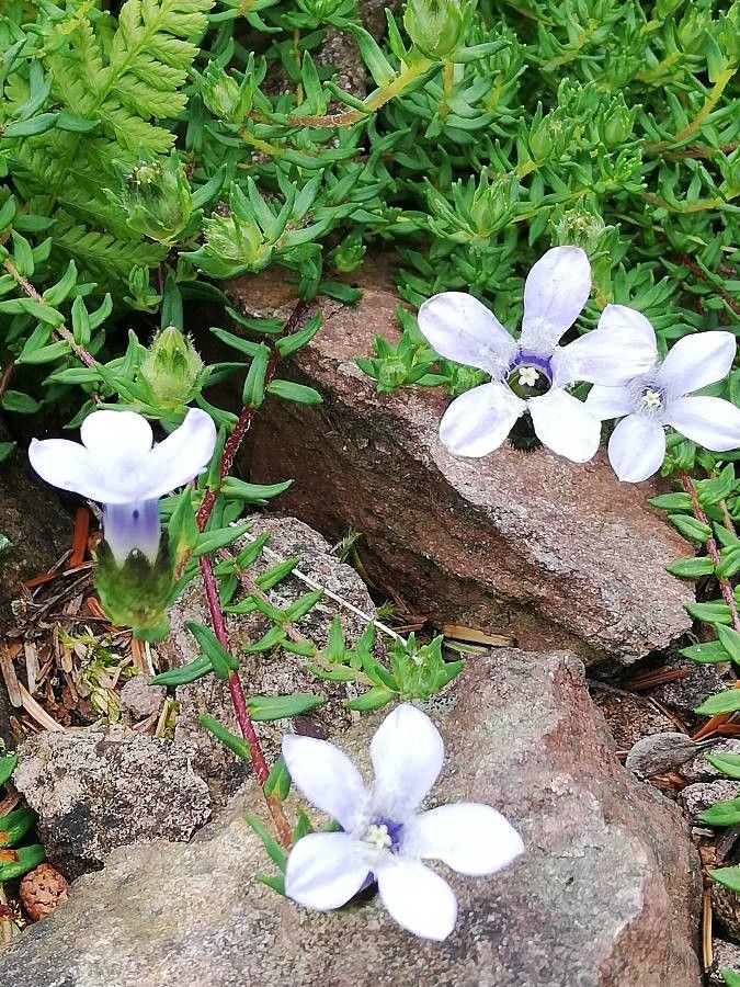 Cyananthus lobatus flower