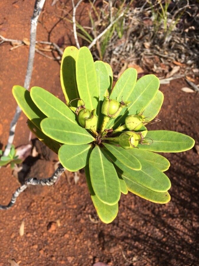 Xanthostemon aurantiacus fruit