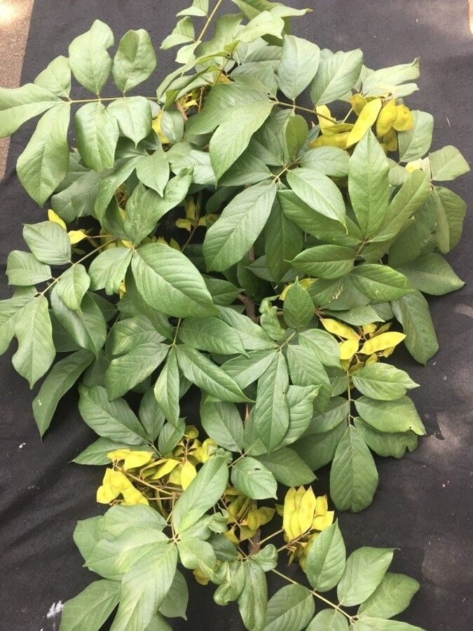 Lonchocarpus heptaphyllus fruit