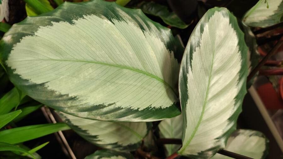 Calathea picturata leaf