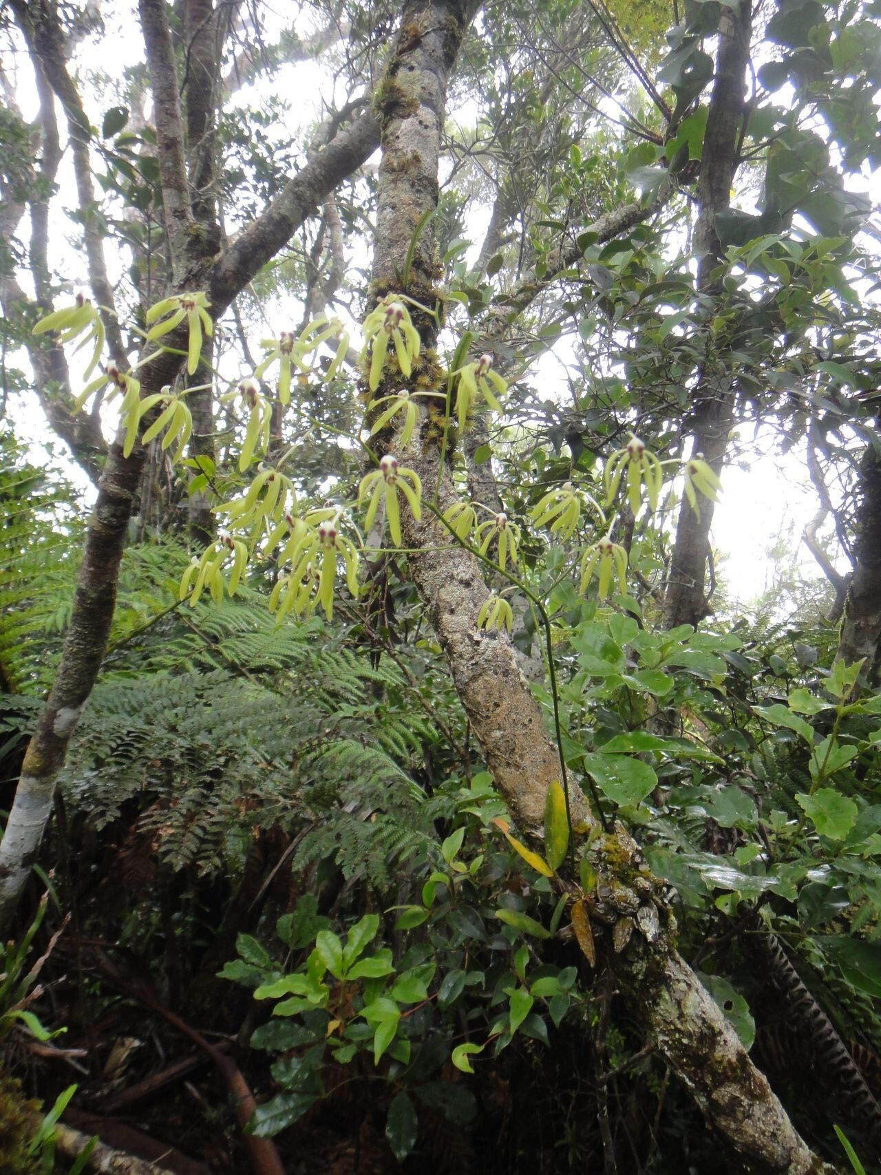 Dendrobium oppositifolium habit