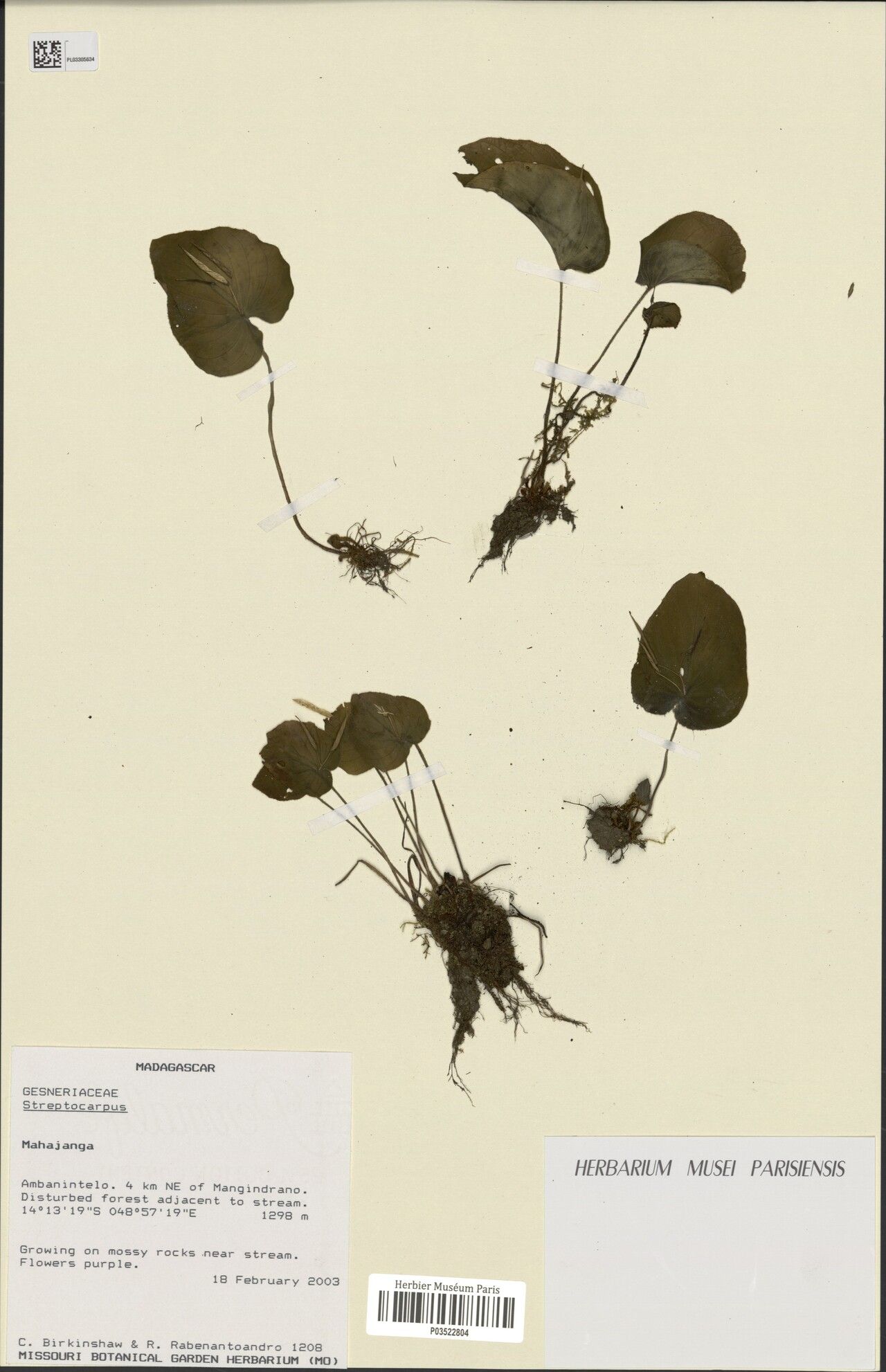 Streptocarpus cordifolius — search result for 'Streptocarpus'