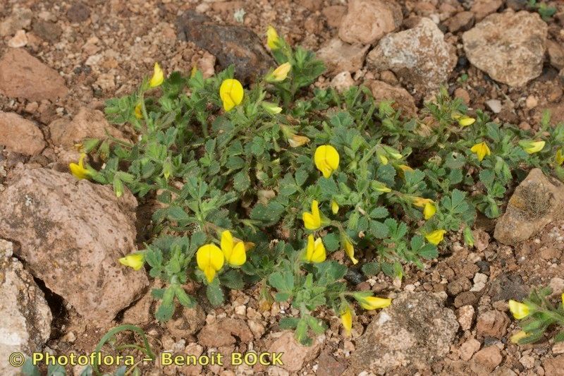 Ononis hebecarpa habit