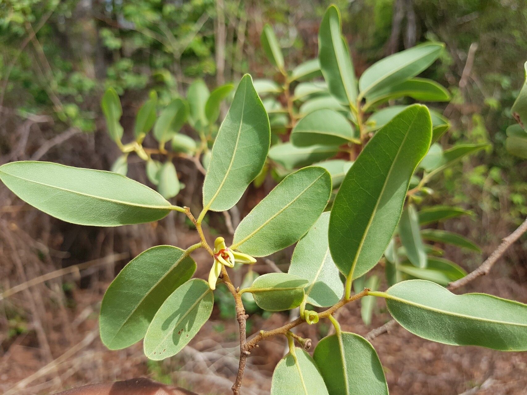 Xylopia bemarivensis — search result for 'Xylopia'