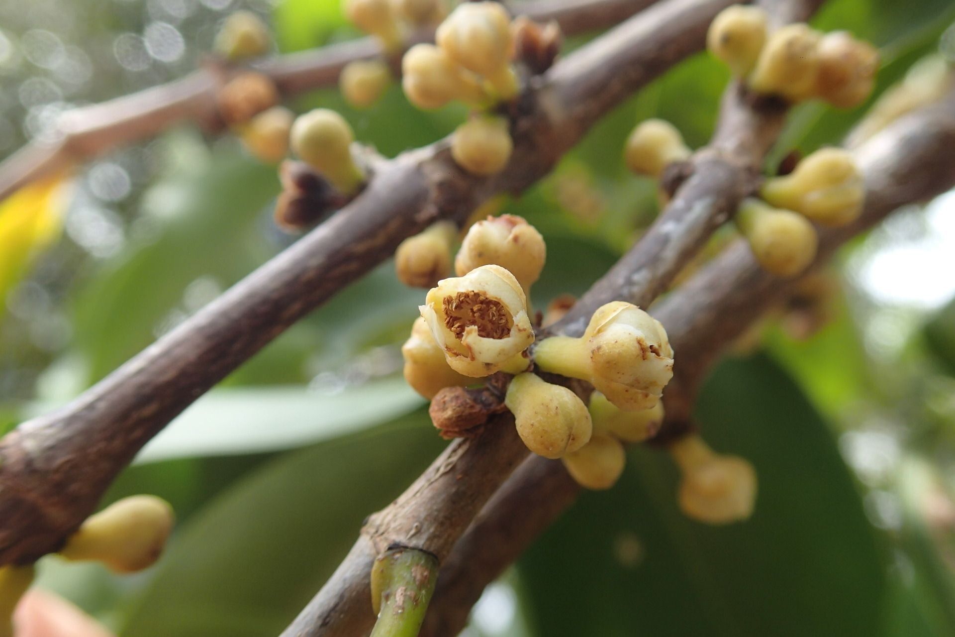 Garcinia corallina flower