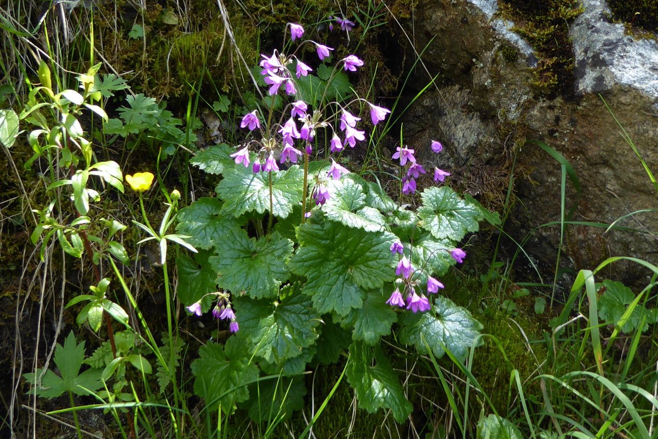 Primula matthioli flower