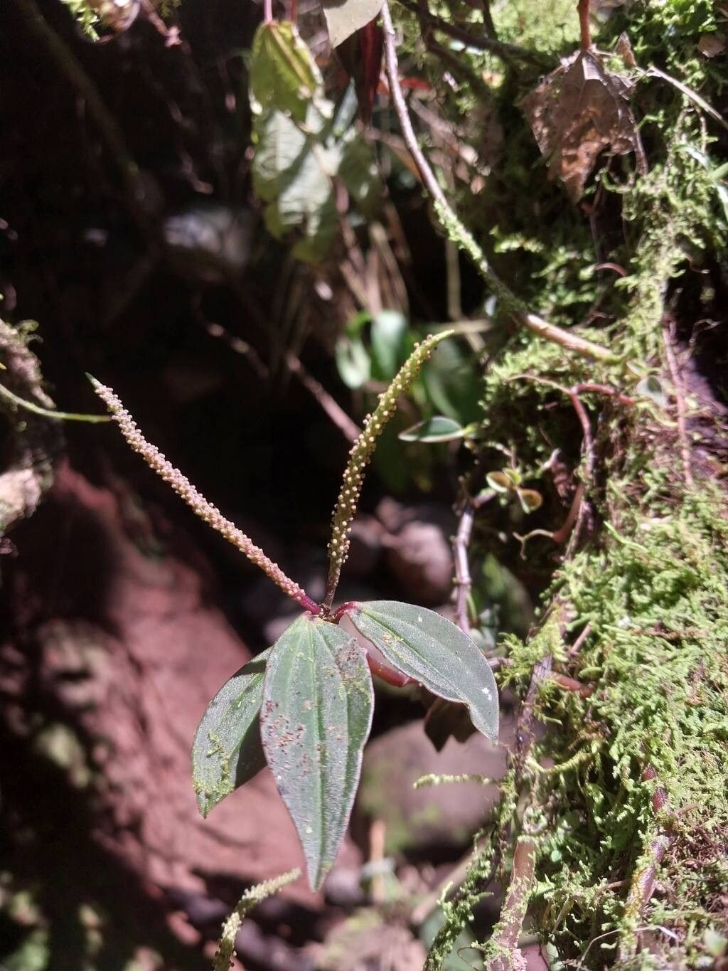 Peperomia versicolor flower