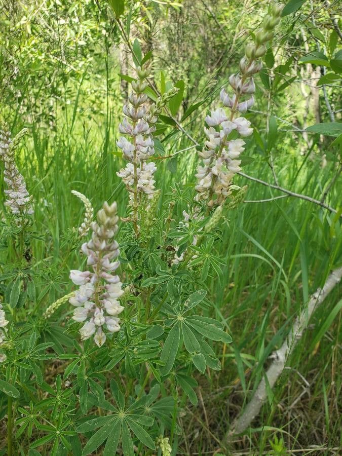 Lupinus albicaulis