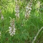 Lupinus albicaulis