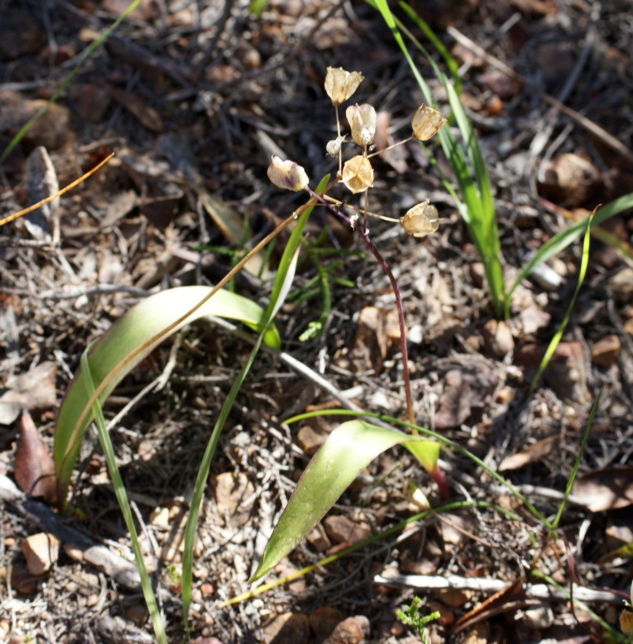 Scilla monophyllos fruit