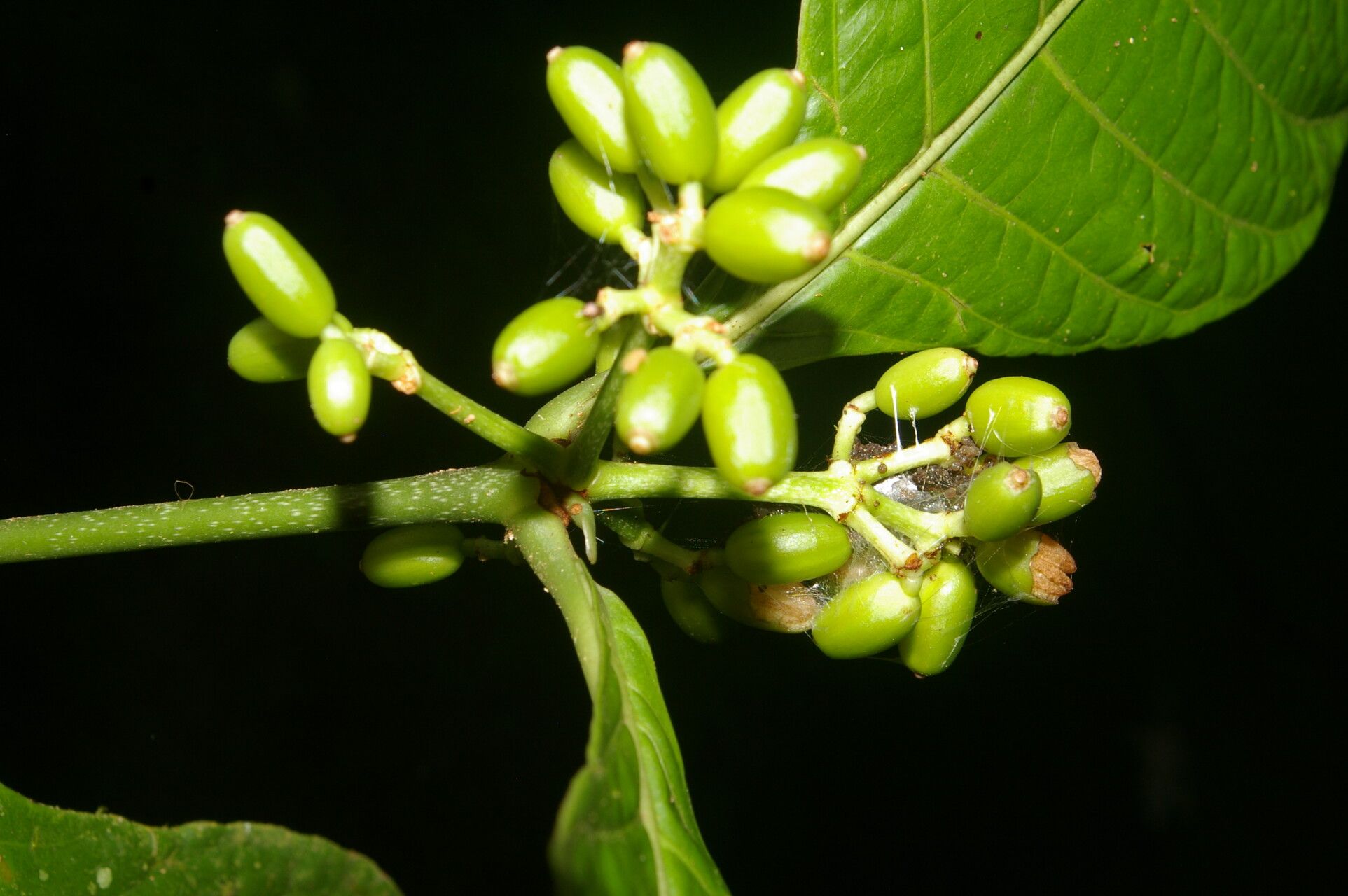 Psychotria lamarinensis fruit
