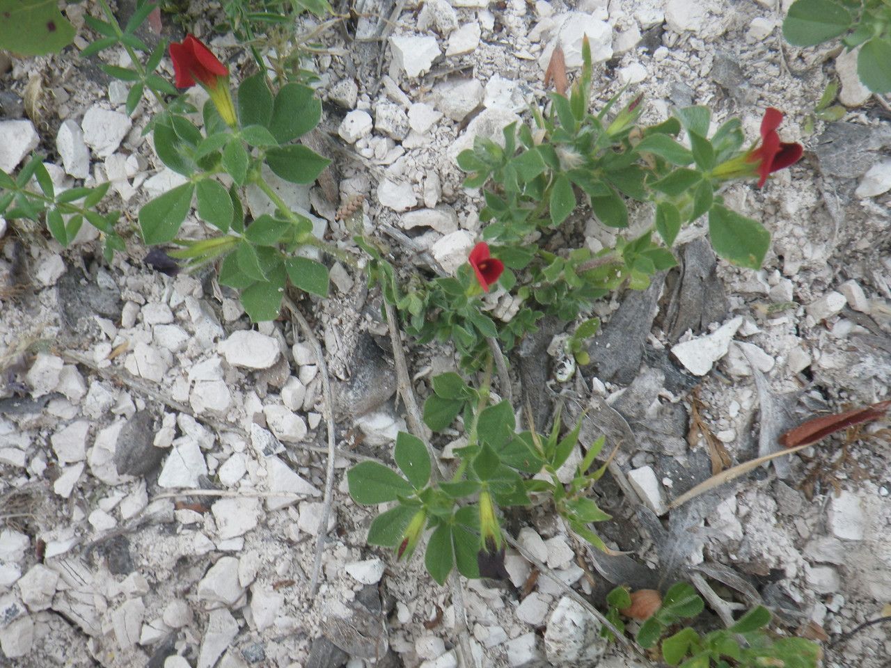 Lotus purpureus habit