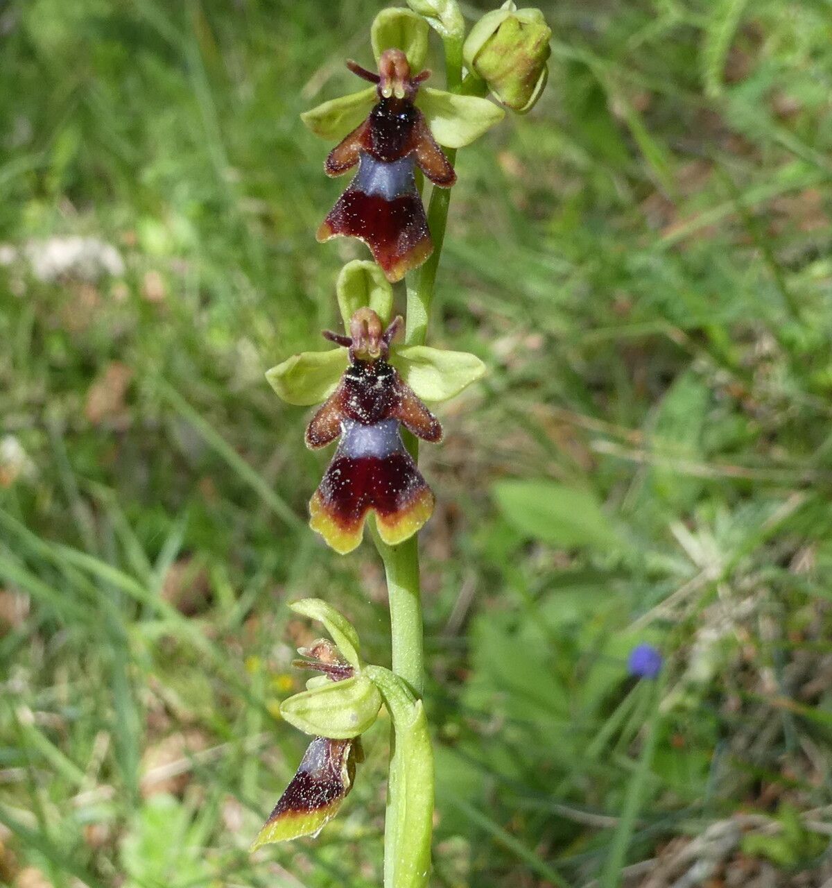Ophrys subinsectifera habit