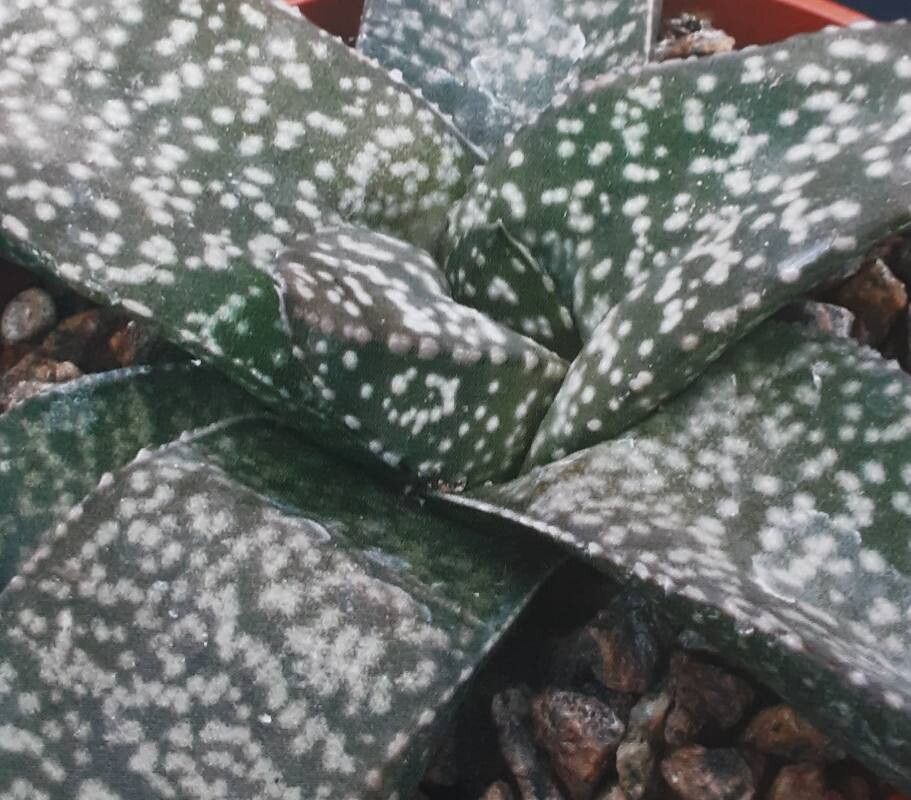 Gasteria vlokii — houseplant care guide
