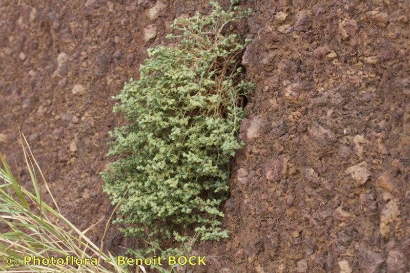 Paronychia illecebroides — houseplant care guide