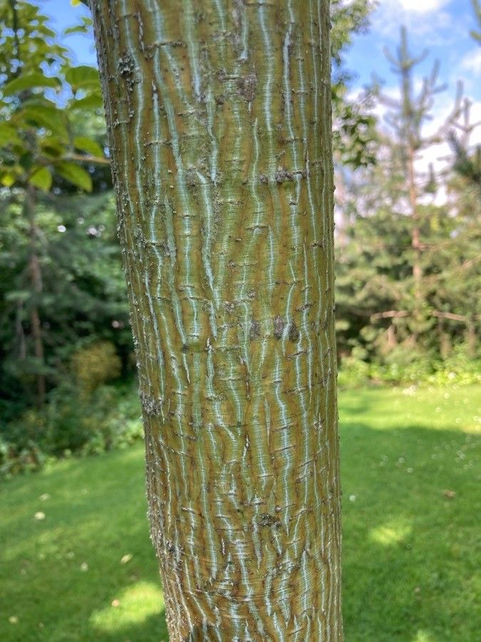 Acer sikkimense bark