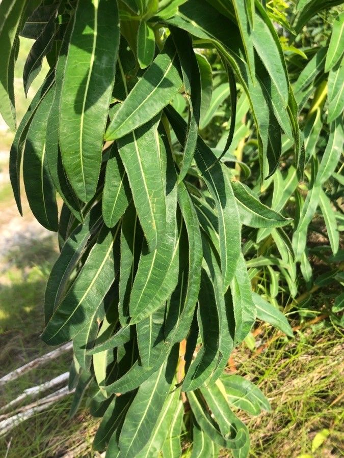 Euphorbia platyphyllos leaf