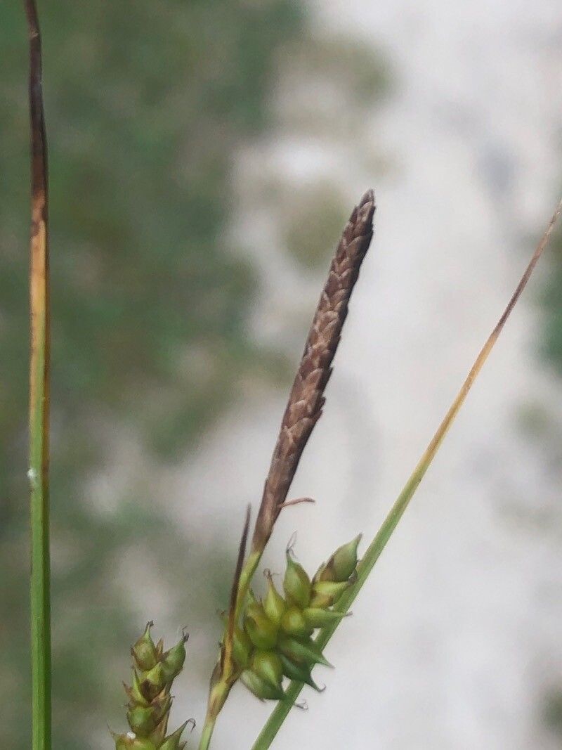 Carex punctata flower