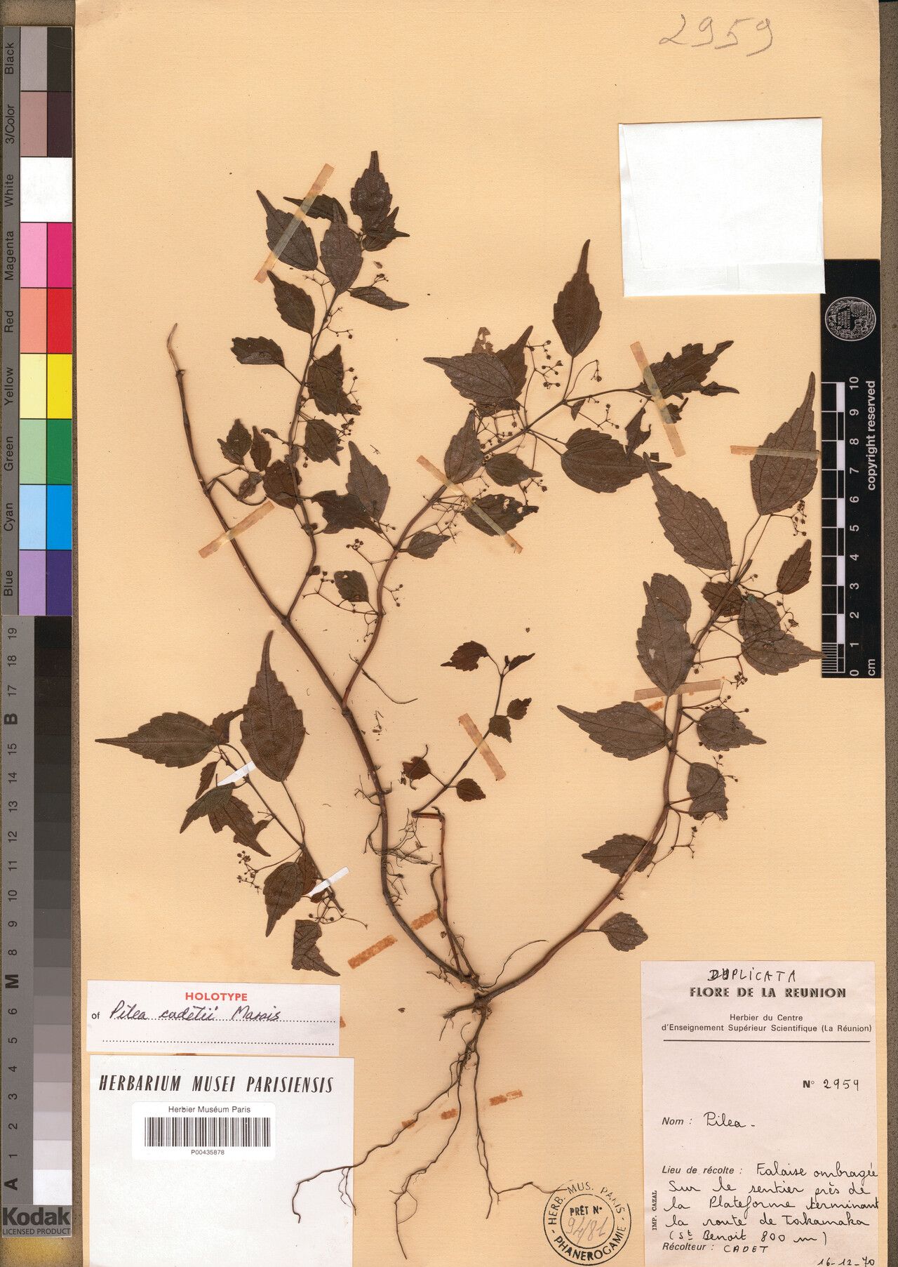 Pilea cadetii — search result for 'Pilea'