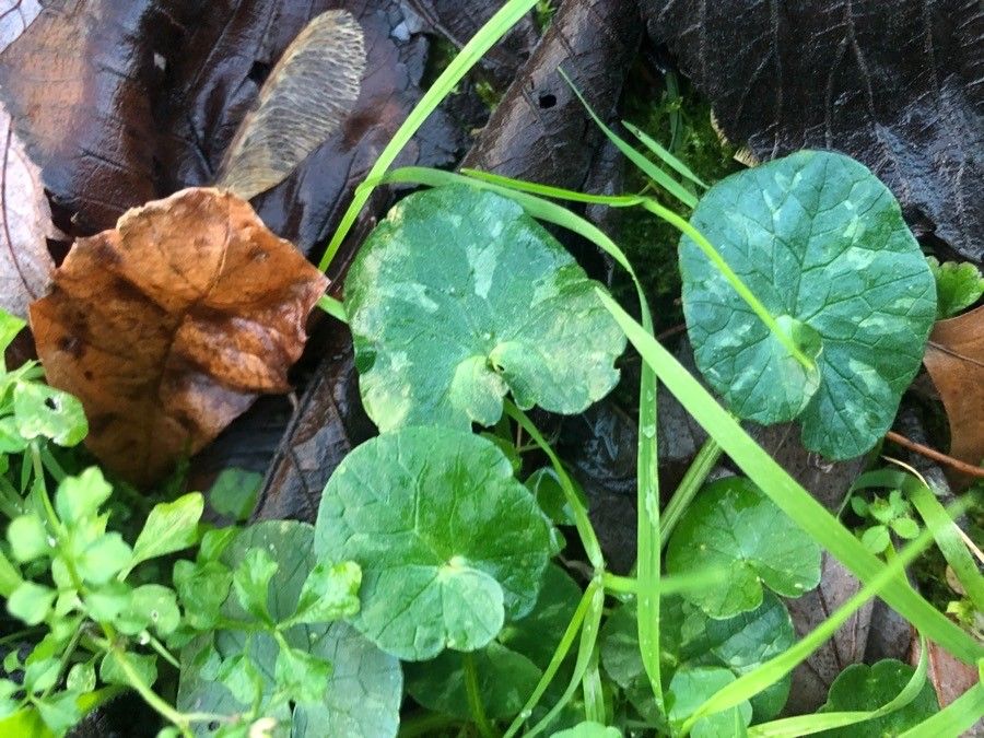 Viola blanda — search result for 'Violaceae'