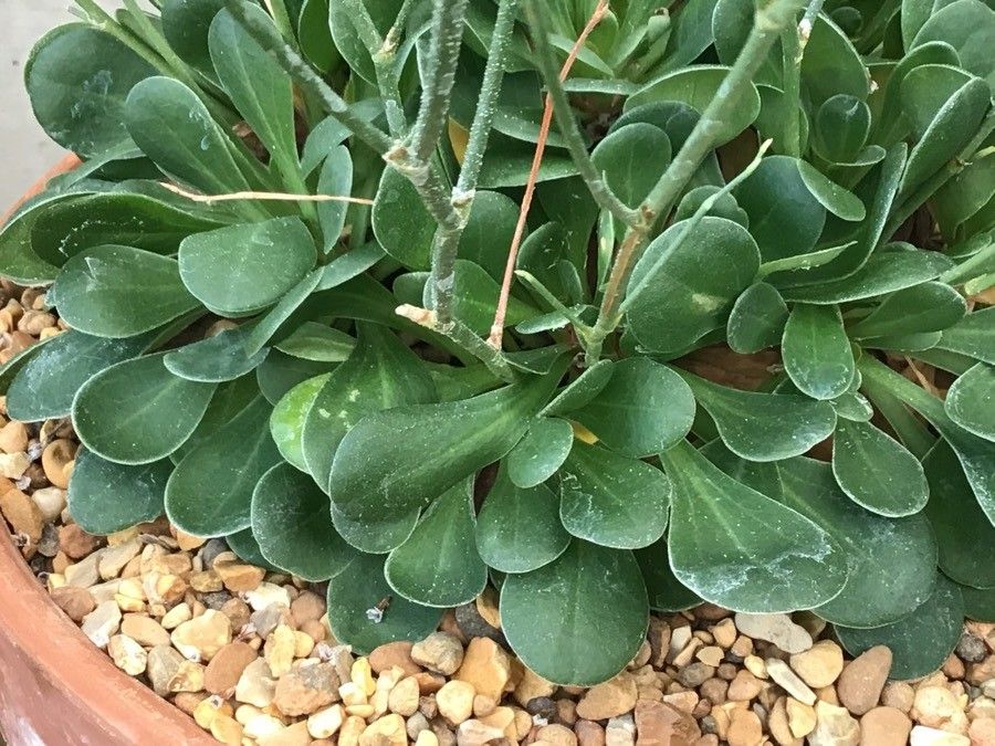 Limonium delicatulum — search result for 'Limonium'