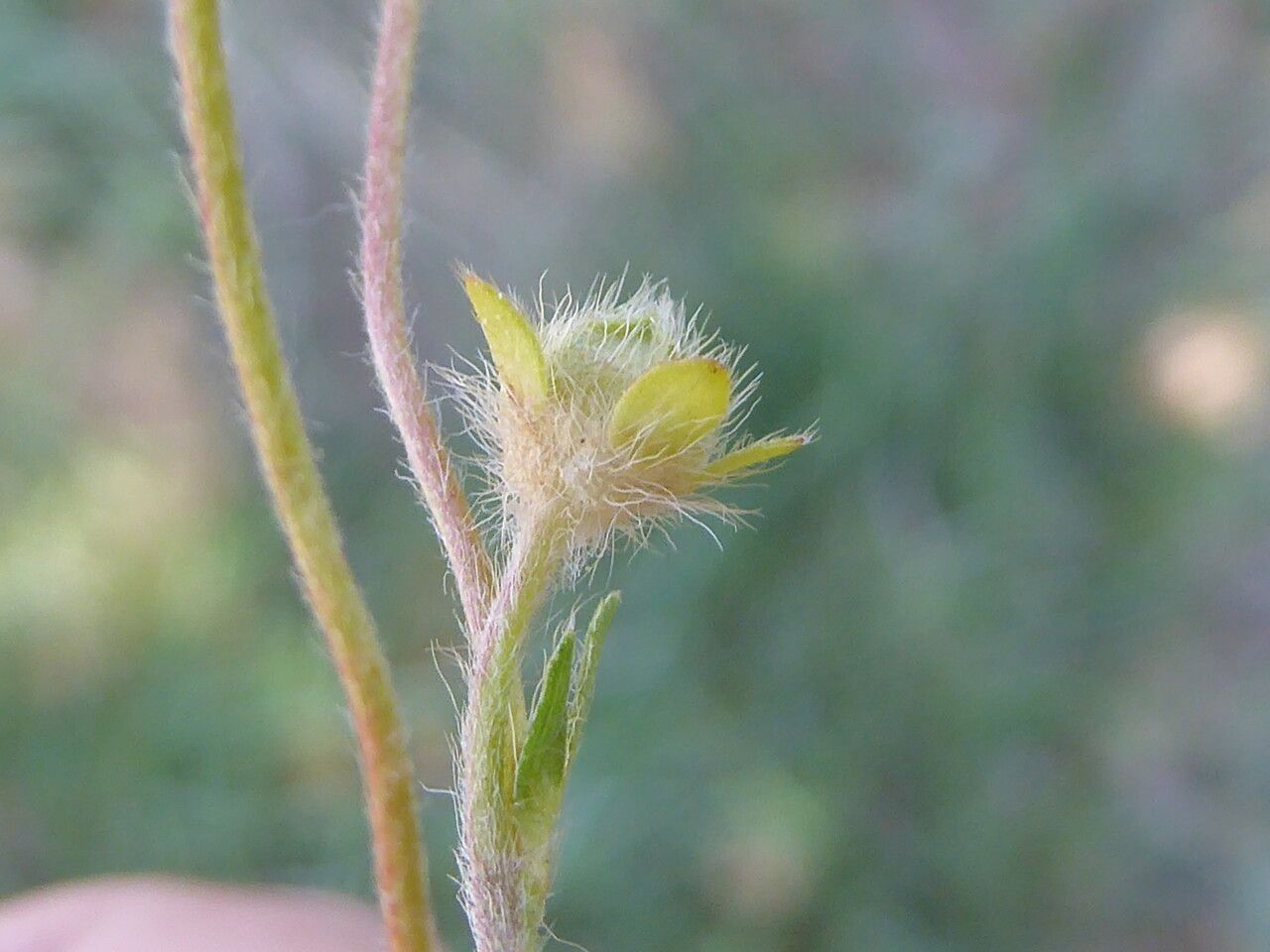 Potentilla tabernaemontani fruit
