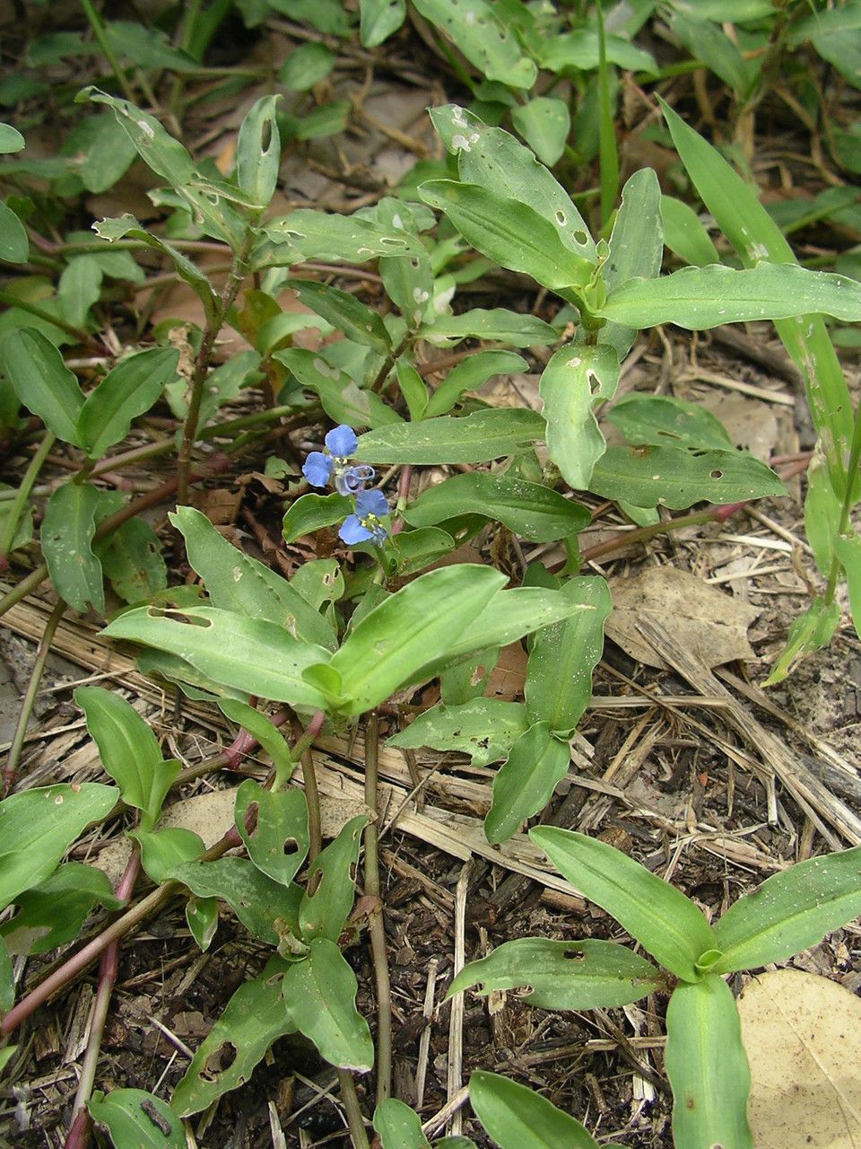 Commelina forsskaolii habit