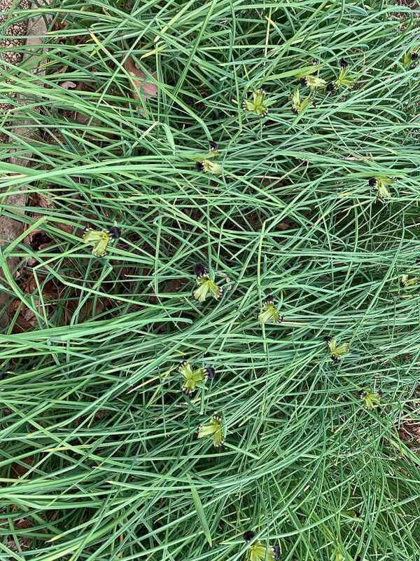 Hermodactylus tuberosus — search result for 'Israel'