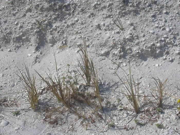 Eustachys petraea habit