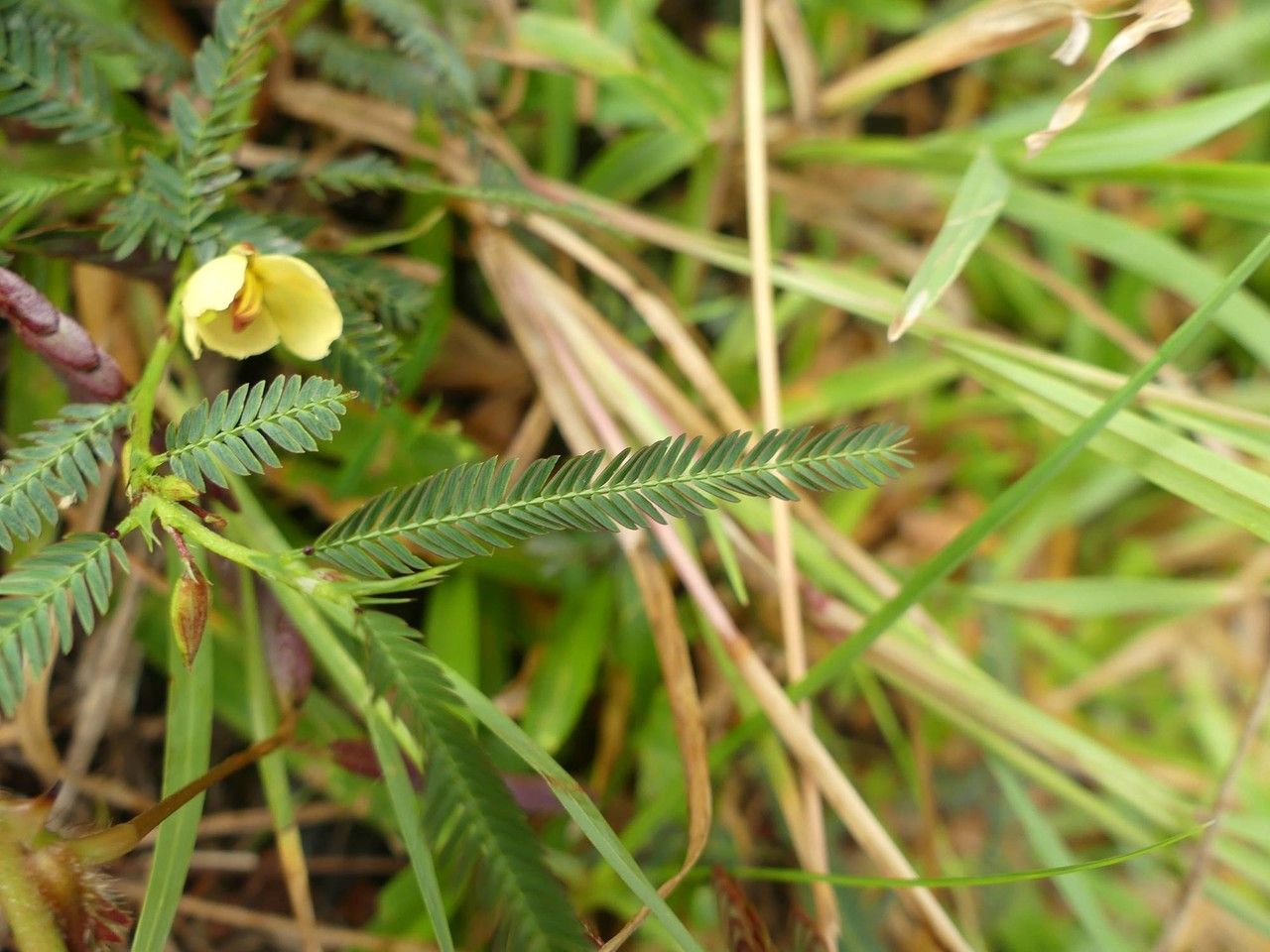 Chamaecrista nictitans