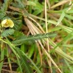 Chamaecrista nictitans