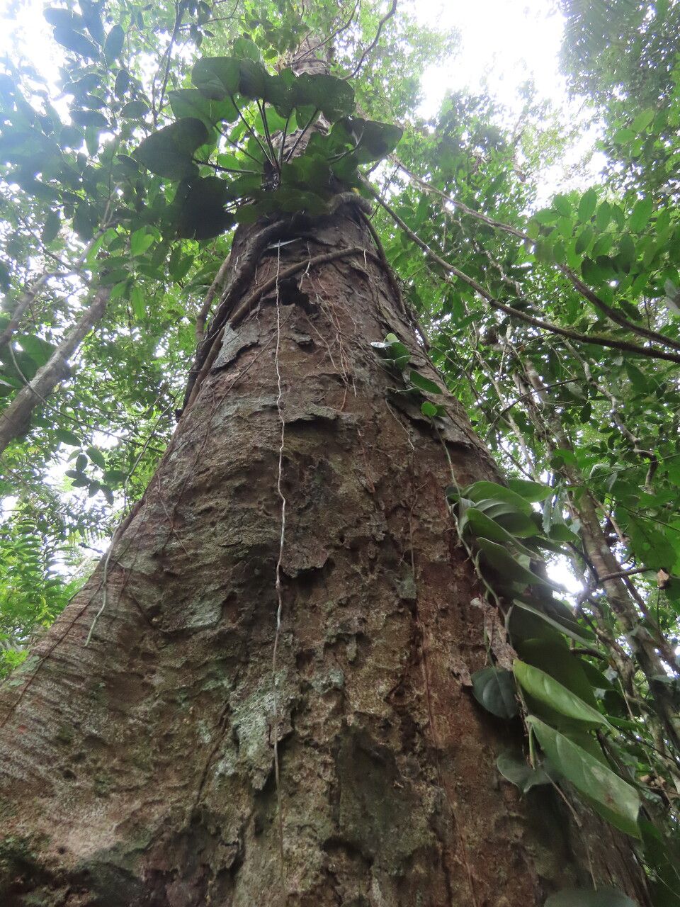 Dialium guianense habit