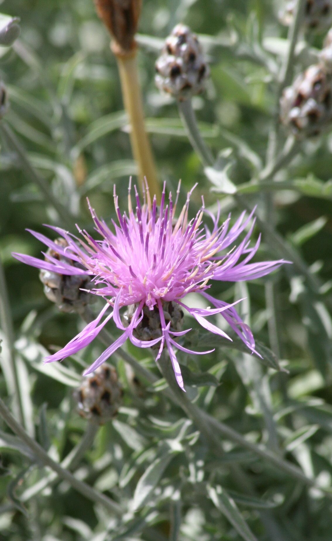 Centaurea tenoreana flower