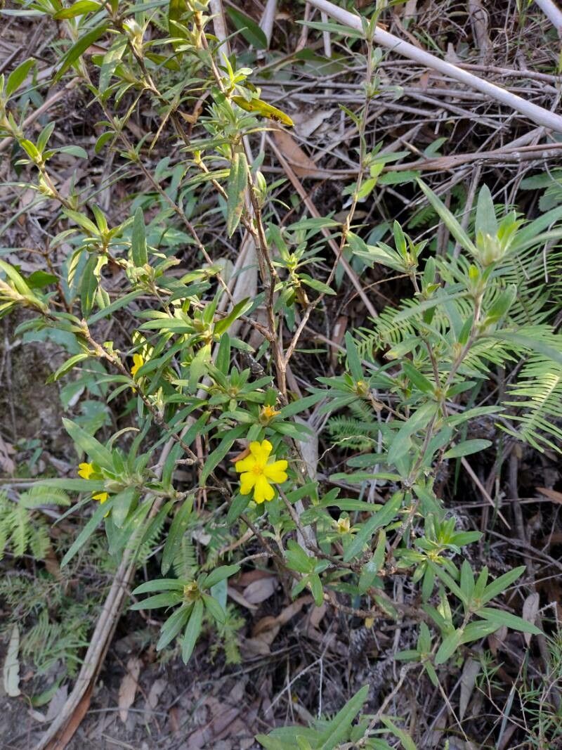 Hibbertia saligna habit