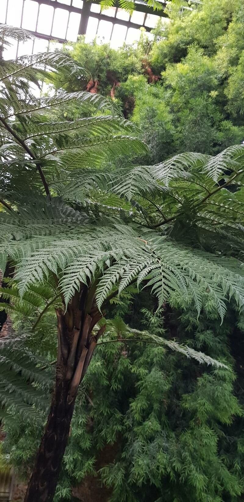 Sphaeropteris robusta — search result for 'Sphaeropteris'