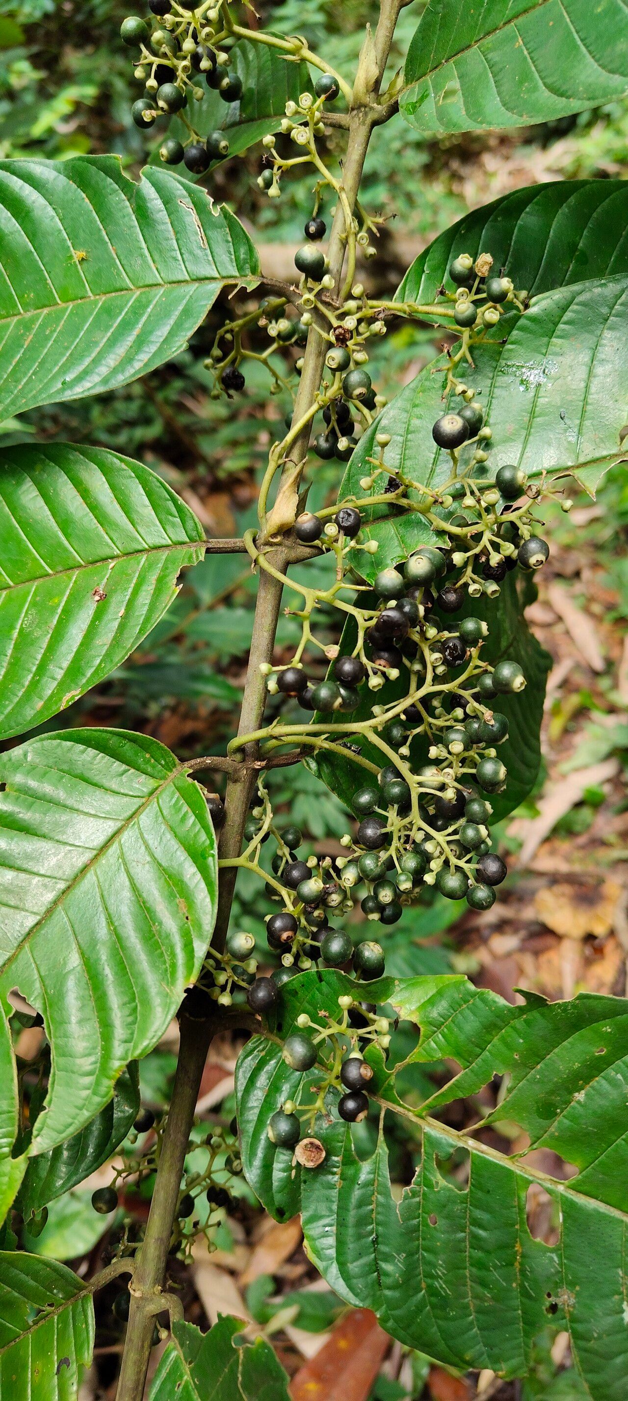 Pauridiantha efferata fruit