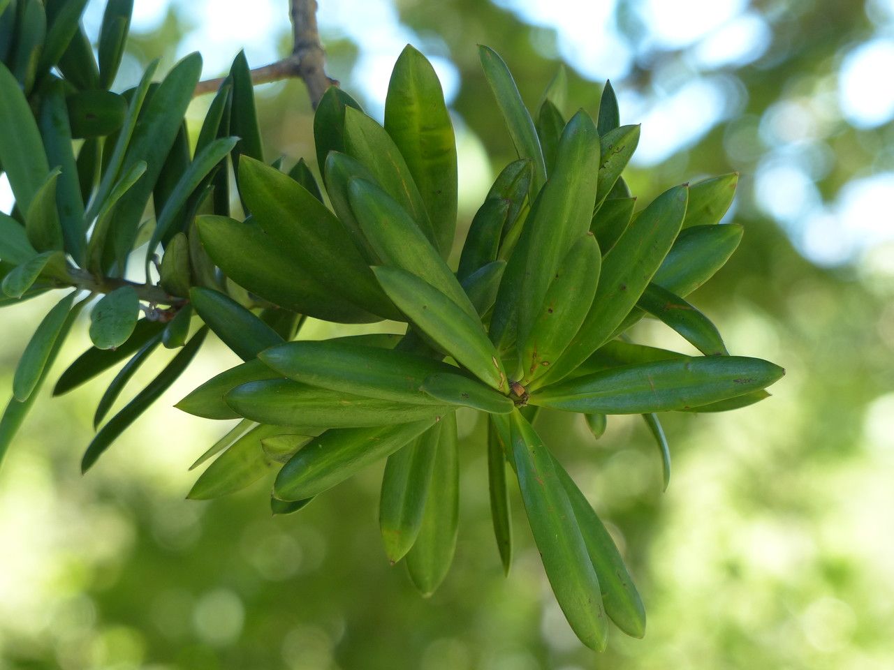 Podocarpus latifolius leaf