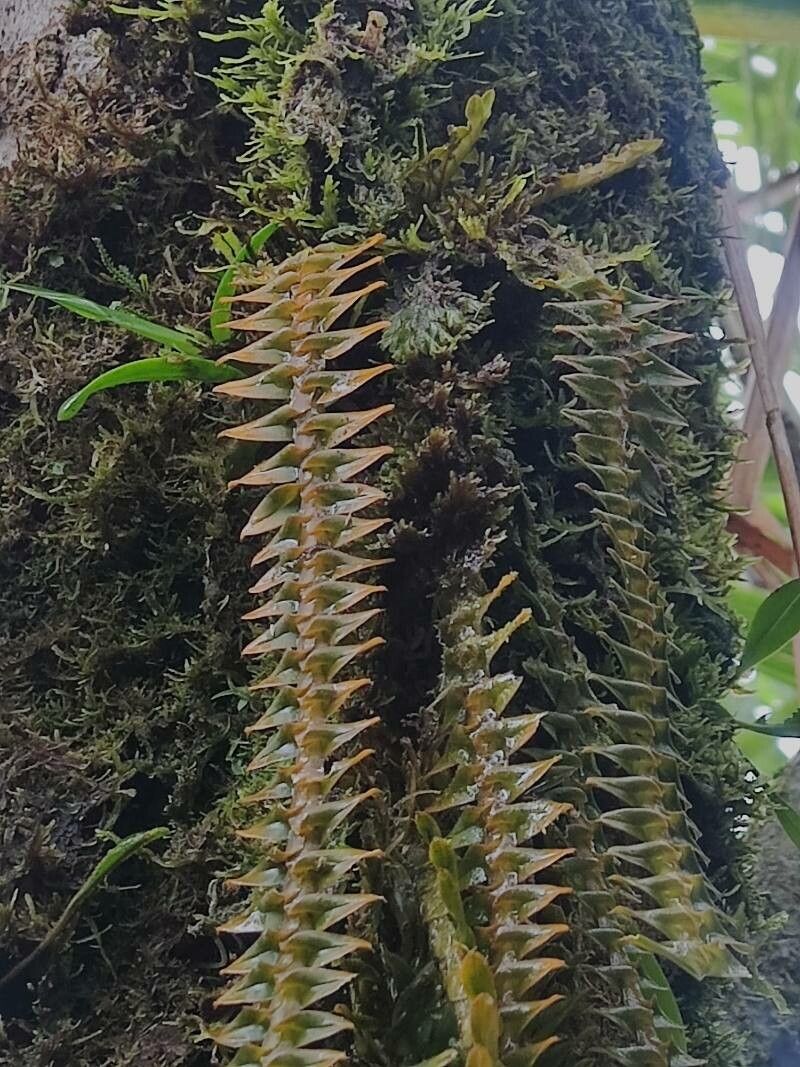 Dichaea hystricina — houseplant care guide