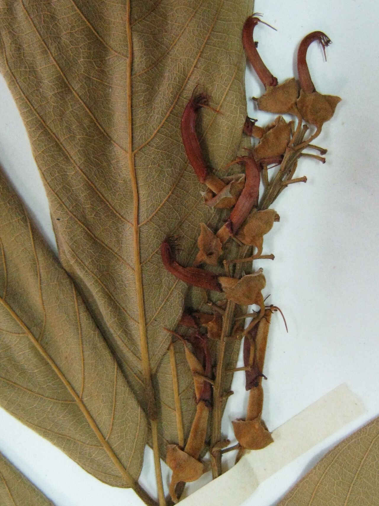 Lonchocarpus hedyosmus — houseplant care guide