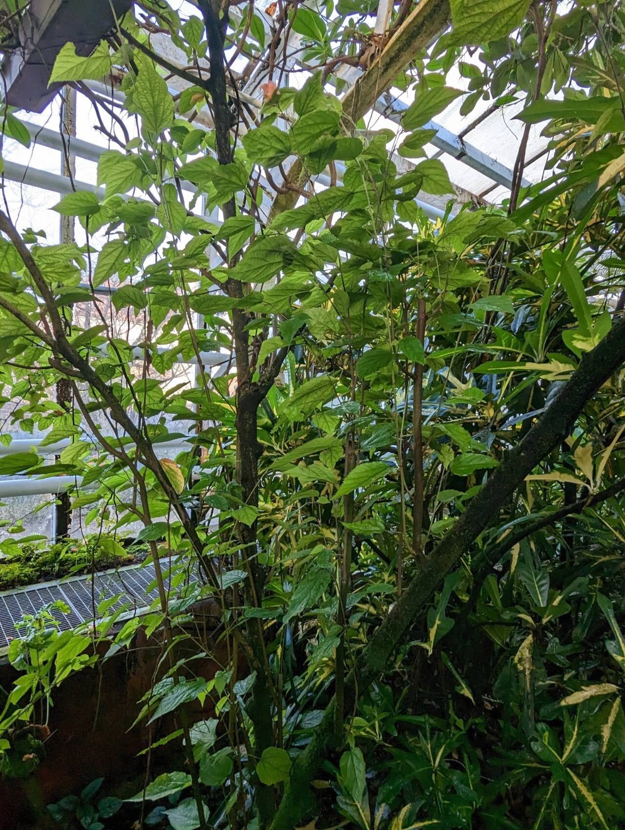 Helicteres macropetala habit