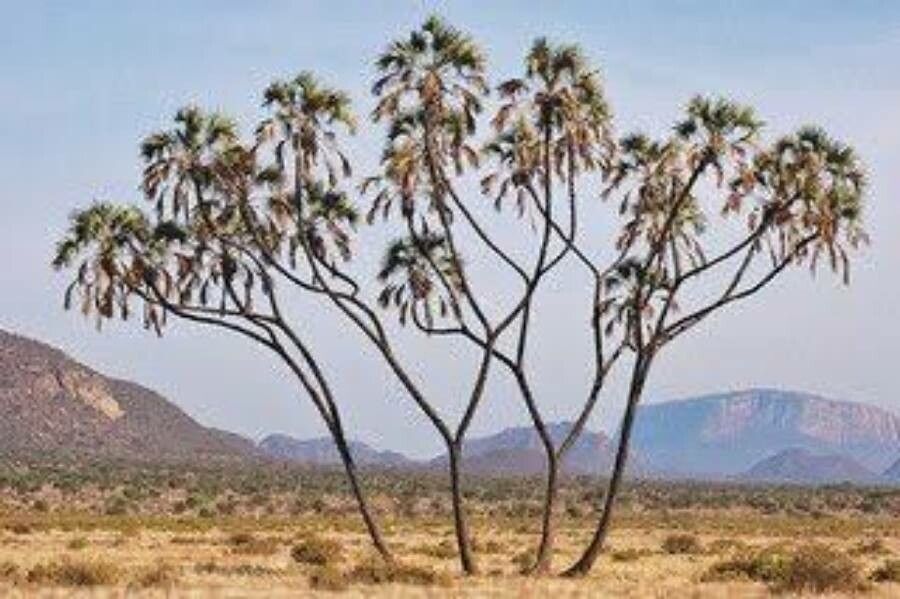 Hyphaene compressa — related species from the same genus