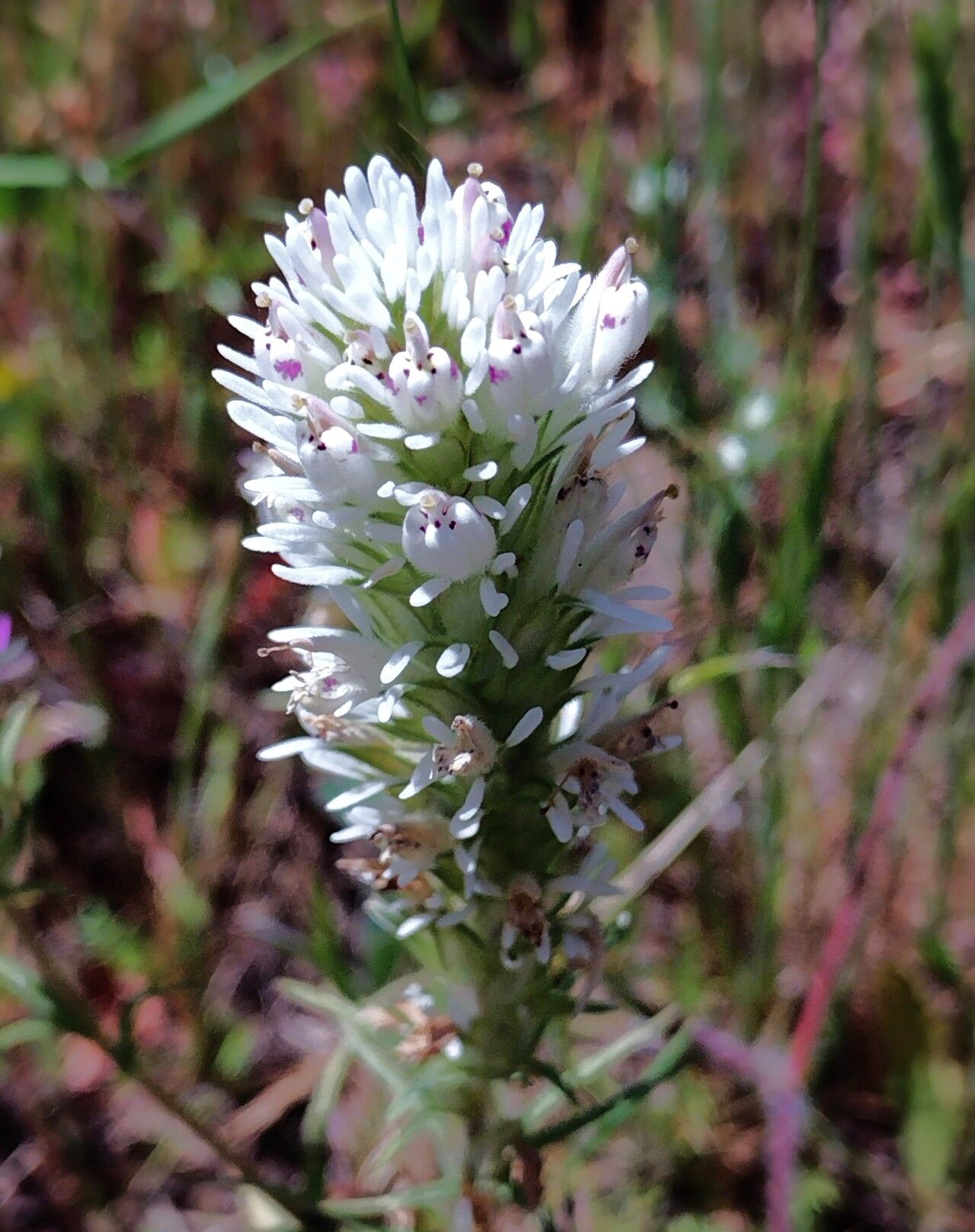 Castilleja ambigua flower